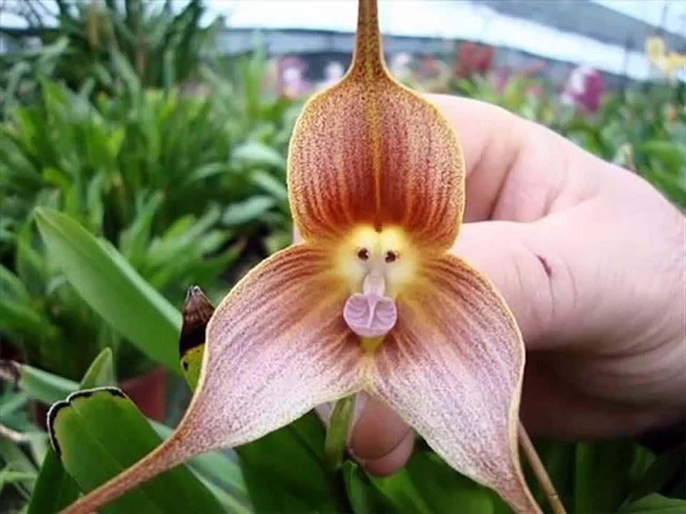 orchid magazine