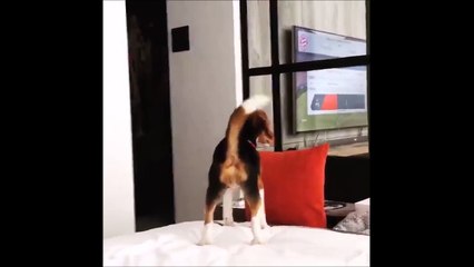 1, 2, 3 saute!! Un chiot rate son jump et fini dan le mur