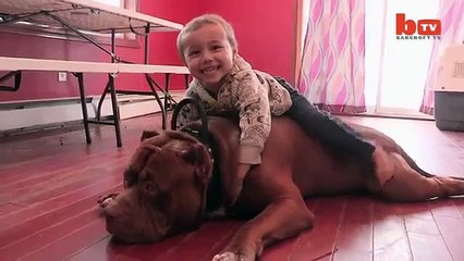 Huck le plus gros pit bulle du monde