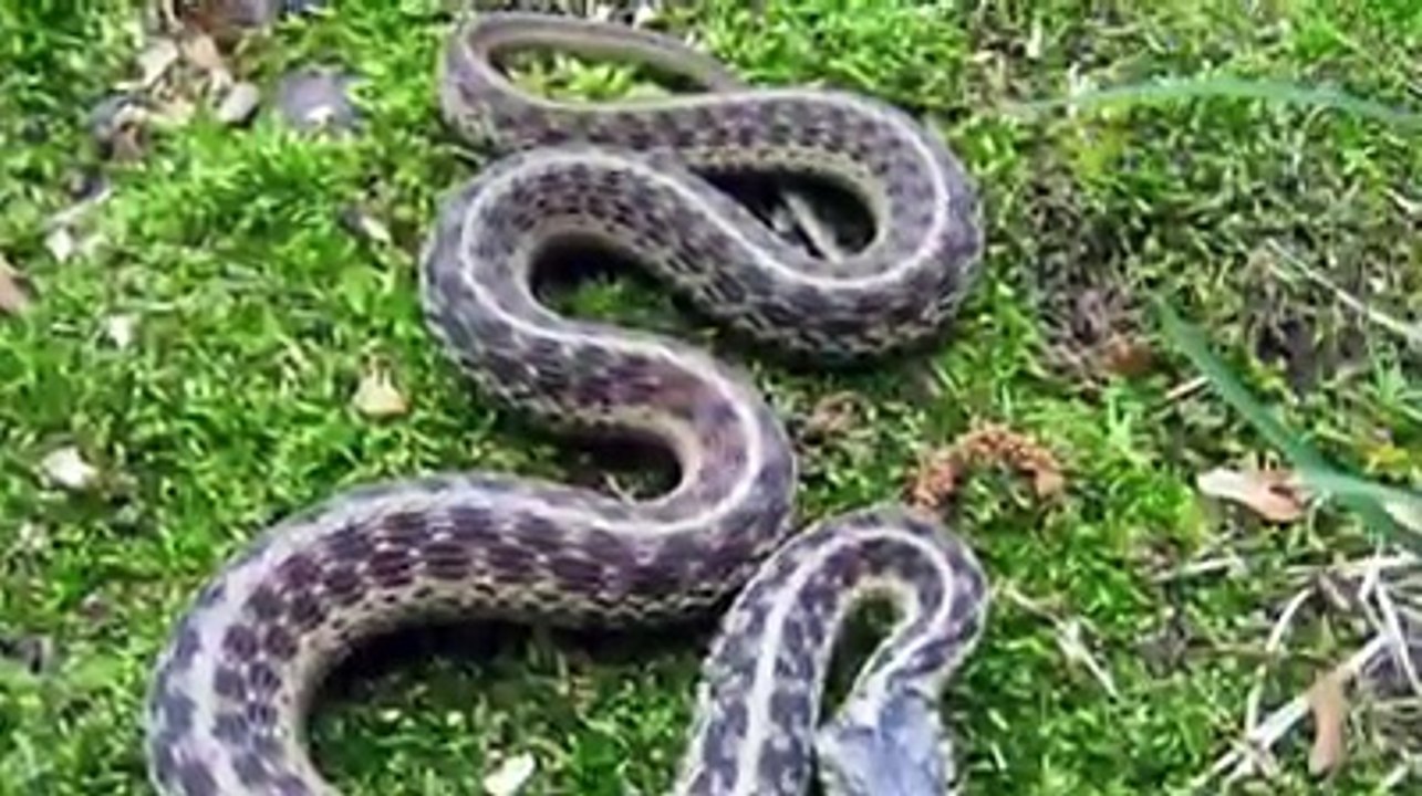 Snake and jinaat k bary khubsurat video