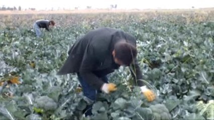 Download Video: Brokoli Mersinli Üreticinin Yüzünü Güldürdü