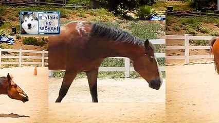 Лошадь испускает газы