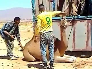 Loading a Camel