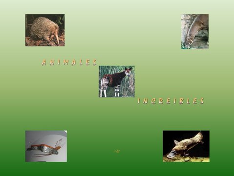 Enigmas Notables 23 Animales increibles 1D2