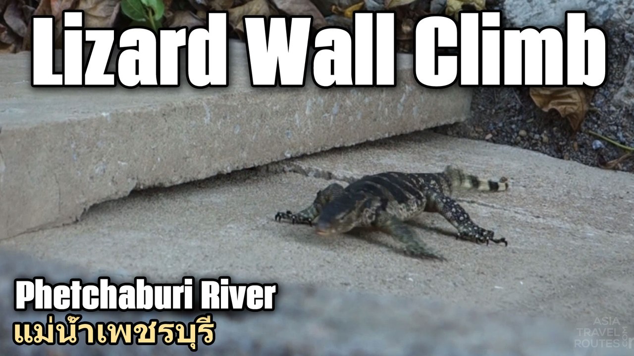 Lizard Wall Climb