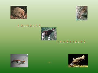 Enigmas Notables 23 Animales increibles 2D2