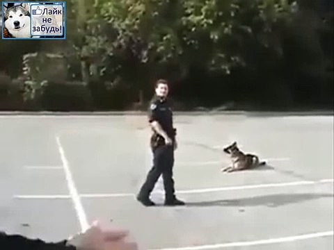 ЧЕМУ ОБУЧИЛИ ПОЛИЦЕЙСКУЮ ОВЧАРКУ