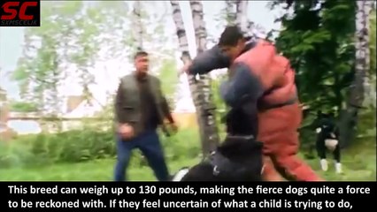 8 Most Dangerous Dogs
