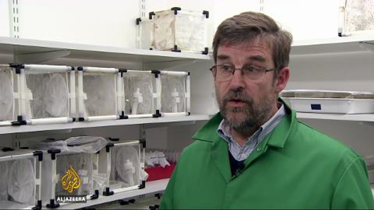 Scientists mull using genetically-modified mosq...