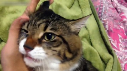 Котяра руку не отпускает