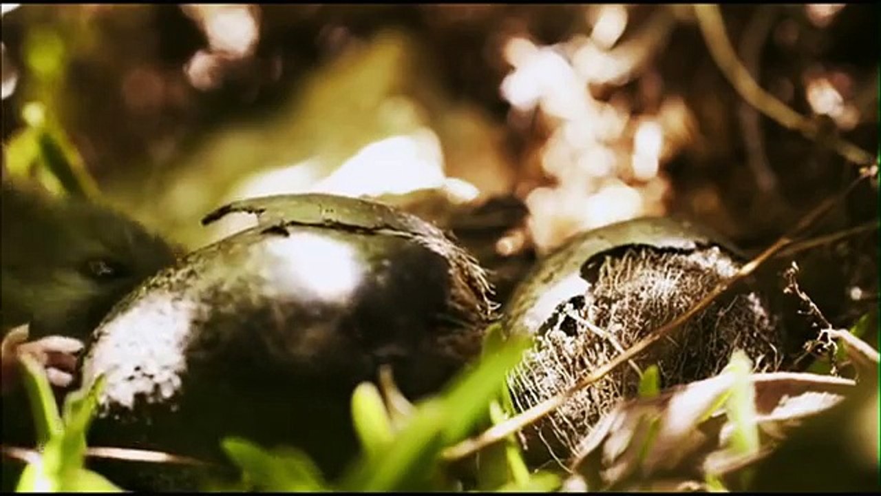 Les Mystères de L'Île de Pâques