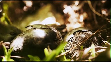 Les Mystères de L'Île de Pâques
