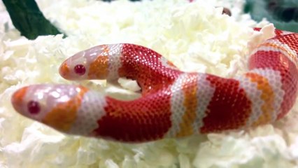 Video Increible - UNA SERPIENTE DE 2 CABEZAS