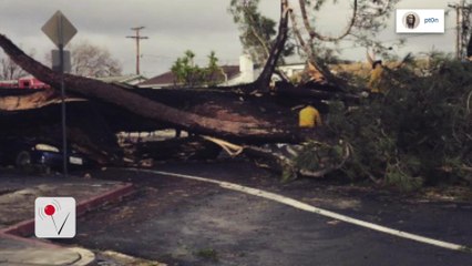 Woman Killed After Tree Falls Onto Moving Car