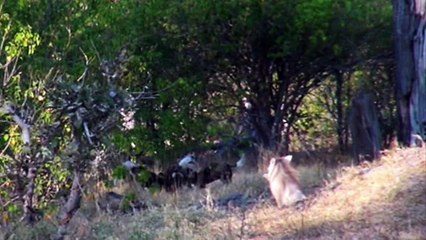 Животные Африки. Дикие собаки. Охота