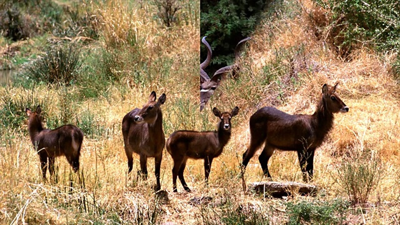Животные африки-African animals