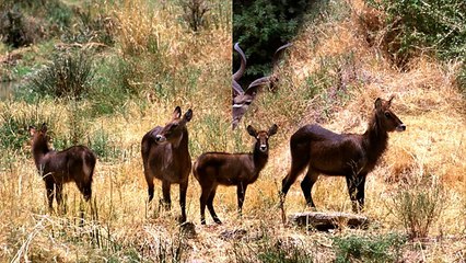 Животные африки-African animals
