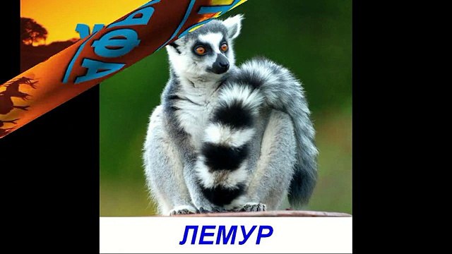 Животные Африки - Презентация для детей по Доману