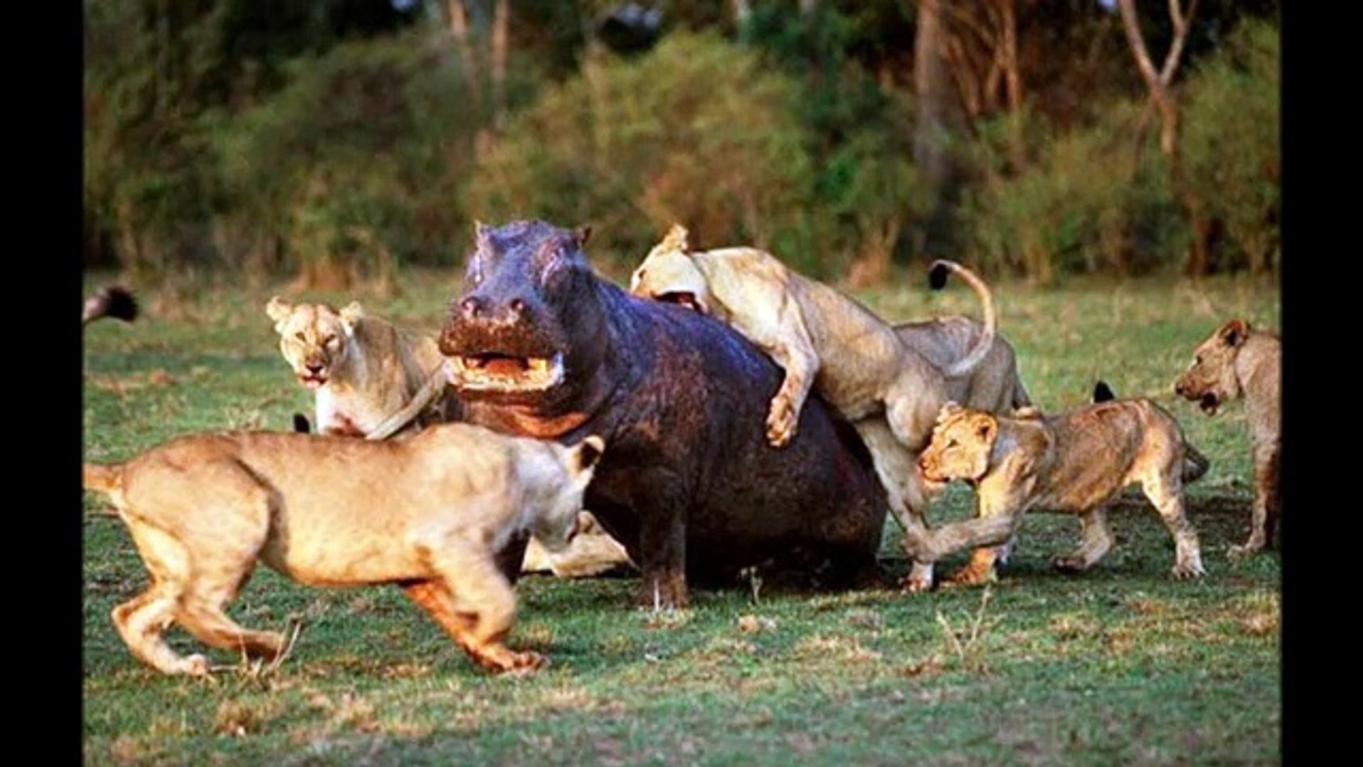 ⁣Бегемот ( Hippopotamus amphibius ) [ Это интересно ] Животные Африки
