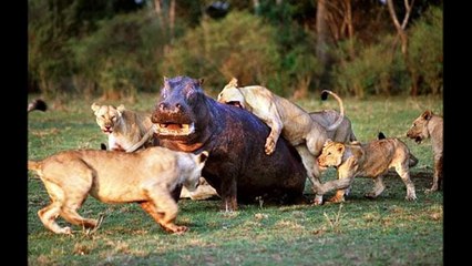 Бегемот ( Hippopotamus amphibius ) [ Это интересно ] Животные Африки