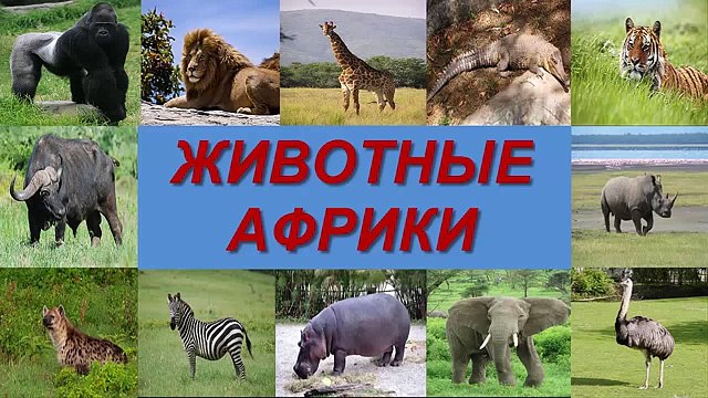 ГОЛОСА И ЗВУКИ ЖИВОТНЫХ АФРИКИ ДЛЯ ДЕТЕЙ. УЧИМ ЖИВОТНЫХ АФРИКИ С ГОЛОСАМИ И ЗВУКАМИ