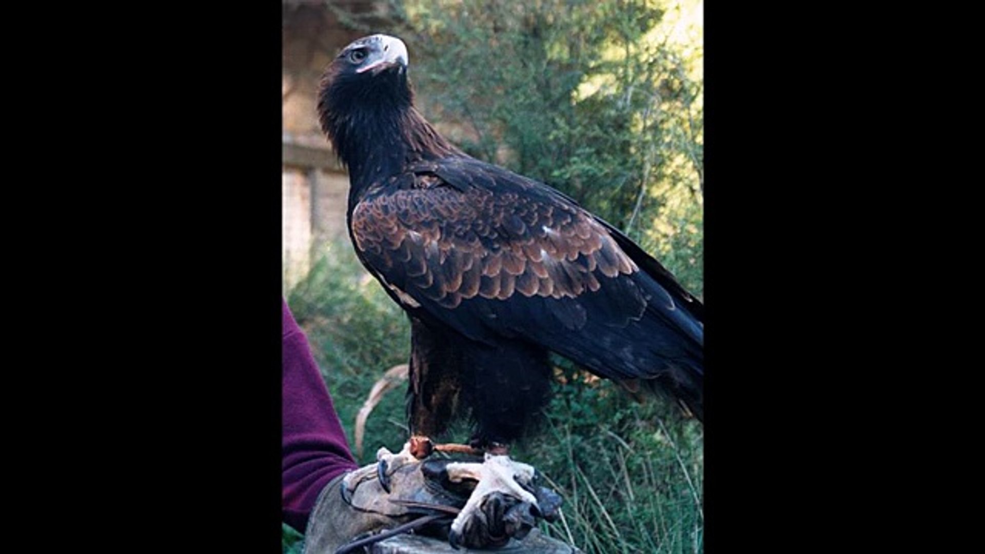 ⁣Кафрский орёл ( Aquila verreauxii ) [ Это интересно ] Животные Африки
