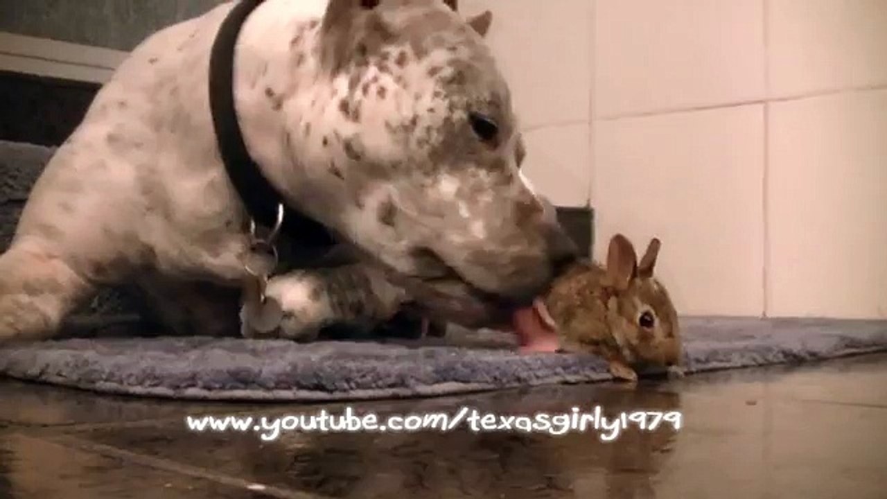 Il Coniglio è Entrato A Causa Di Un Forte Temporale. Guardate Cosa Fa Il Pit Bull