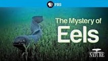National Geographic documentaries 2015 _Mystery of Eels Full Length Wild Documentary