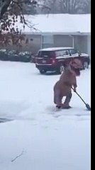 Ничего необычного, просто динозавр чистит снег