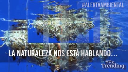 Enorme isla de basura en el océano cobra la vida de miles de especies