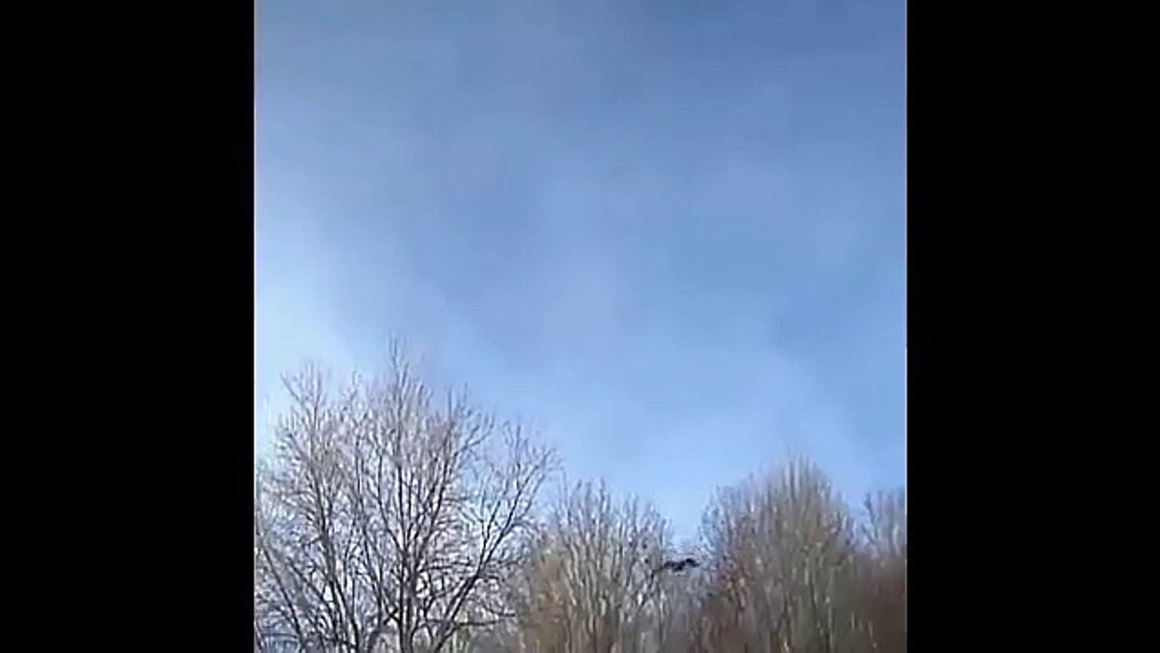 An eagle attacks