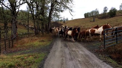 110 Horses Run to Pasture