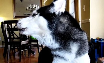 İnsan Gibi Konuşmayı Öğrenen Husky Yok Böyle Bir Şey