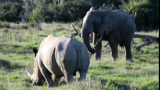 НОСОРОГ НАПАЛ НА СЛОНА,СЛОН VS НОСОРОГ