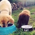 Puppy Steals Food from Bigger Dog\'s Bowl