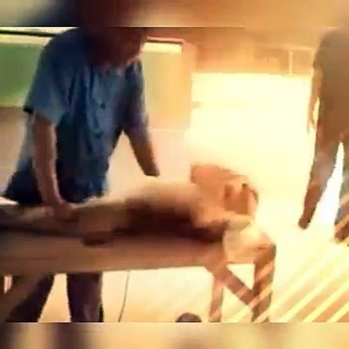 Funny clips Animals Funny videos Exercise (Funny Videos 720p)