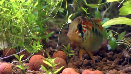 Padre con crías de Apistograma Macmasteri