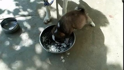 puppies try to eat for first time its so cute