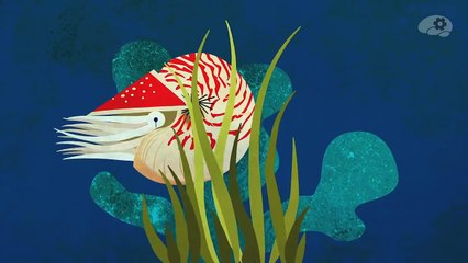 Эволюция человеческого глаза