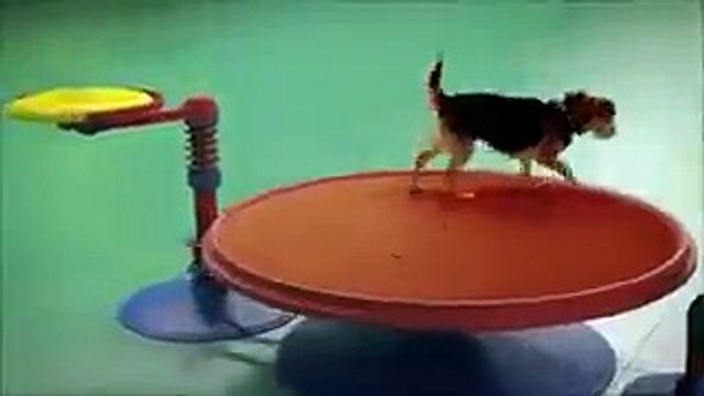 No Vas A Creer Lo Que Hacen Estos Perros - Los Perros Más Inteligentes Del Mundo