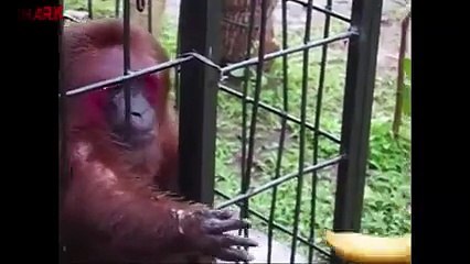 Crazy Ape Smashes Bananas