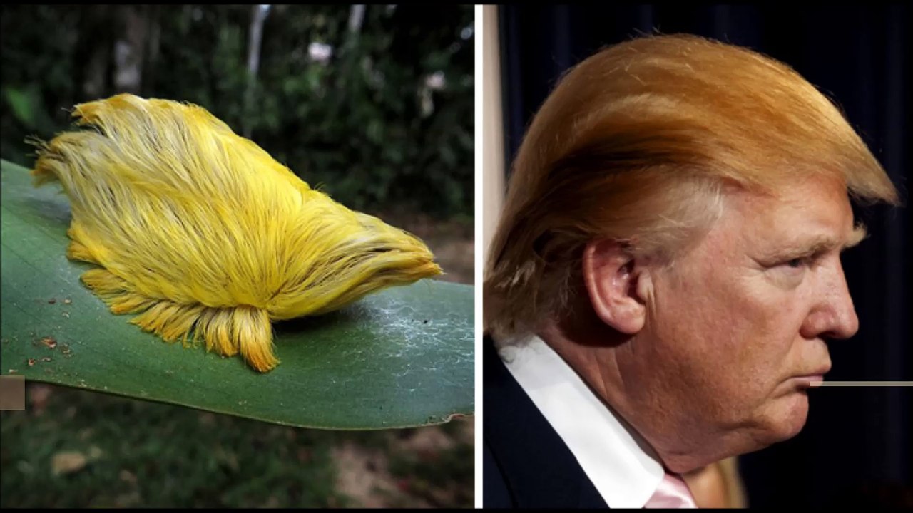 Animals That Totally Look Like Celebrities