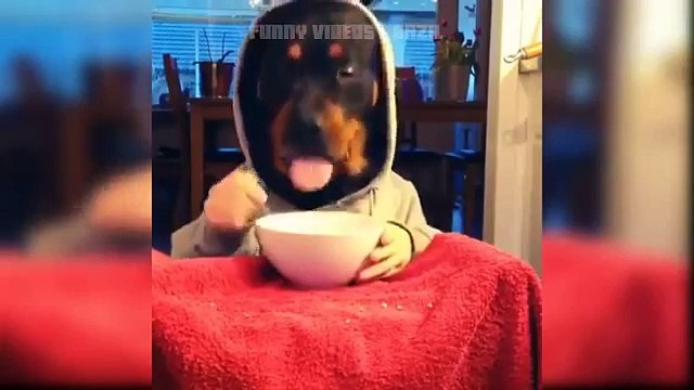 Videos Whatsapp Engraçados Risas funny Meme Setembro 2015 -