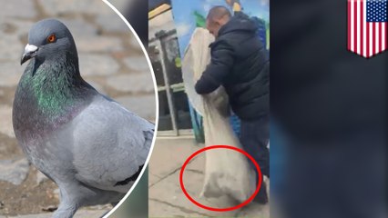 New York Man traps pigeons and stuffs them into a bag to take home