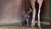 Mogo zoo welcomes its newest arrival baby giraffe - 9news.com.au