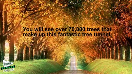 10 Most Amazing Tree Tunnels in the World (2)