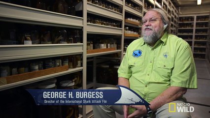 Tiger Shark Attack HUGE HOLE IN LEG Original (Graphic Warning)