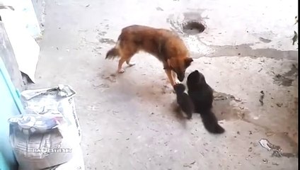 Cuanto nos queda por aprender de los animales !!