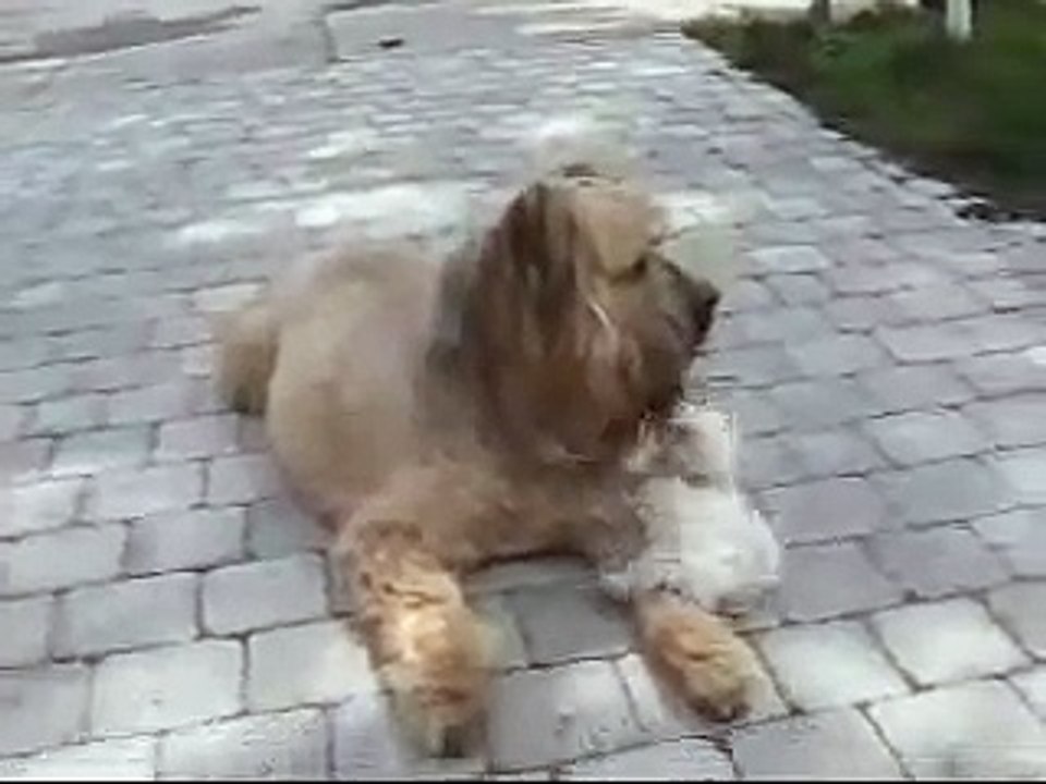 Bouvier des Flandres and Bichon Frise