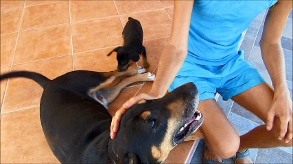 Funny, puppy playing with his buddy tail:)